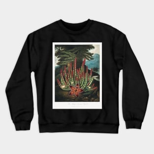 The maggot bearing Stapelia Crewneck Sweatshirt